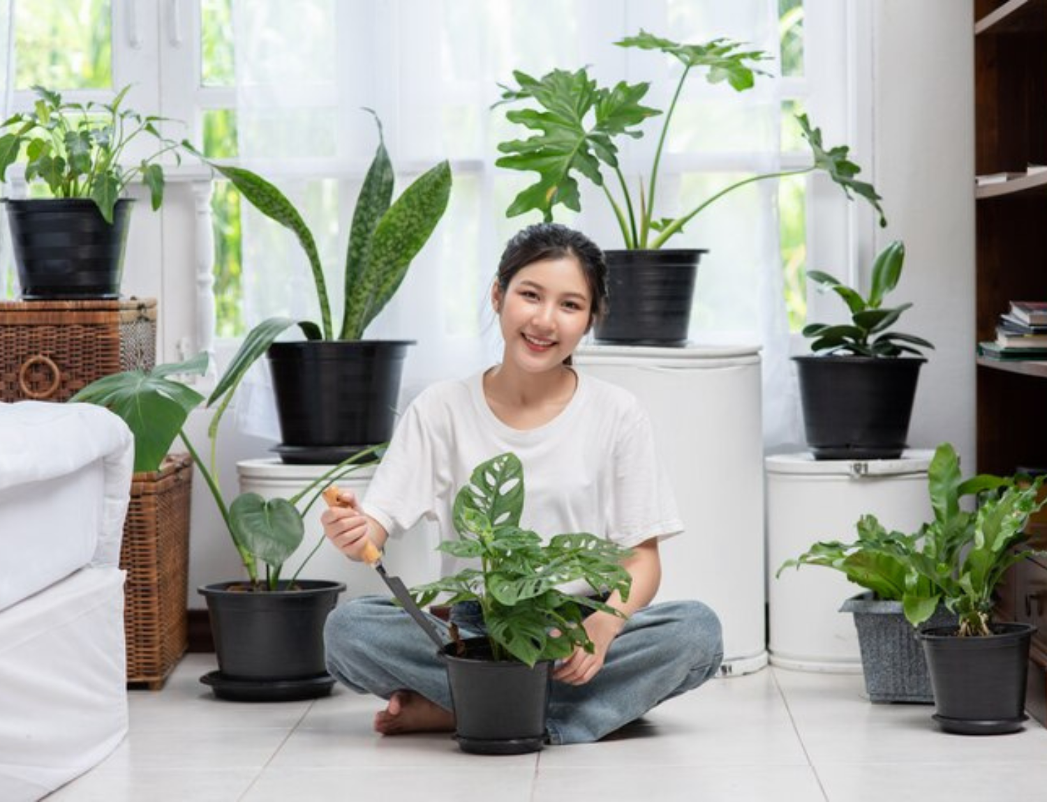 Indoor Air Purifying Plant