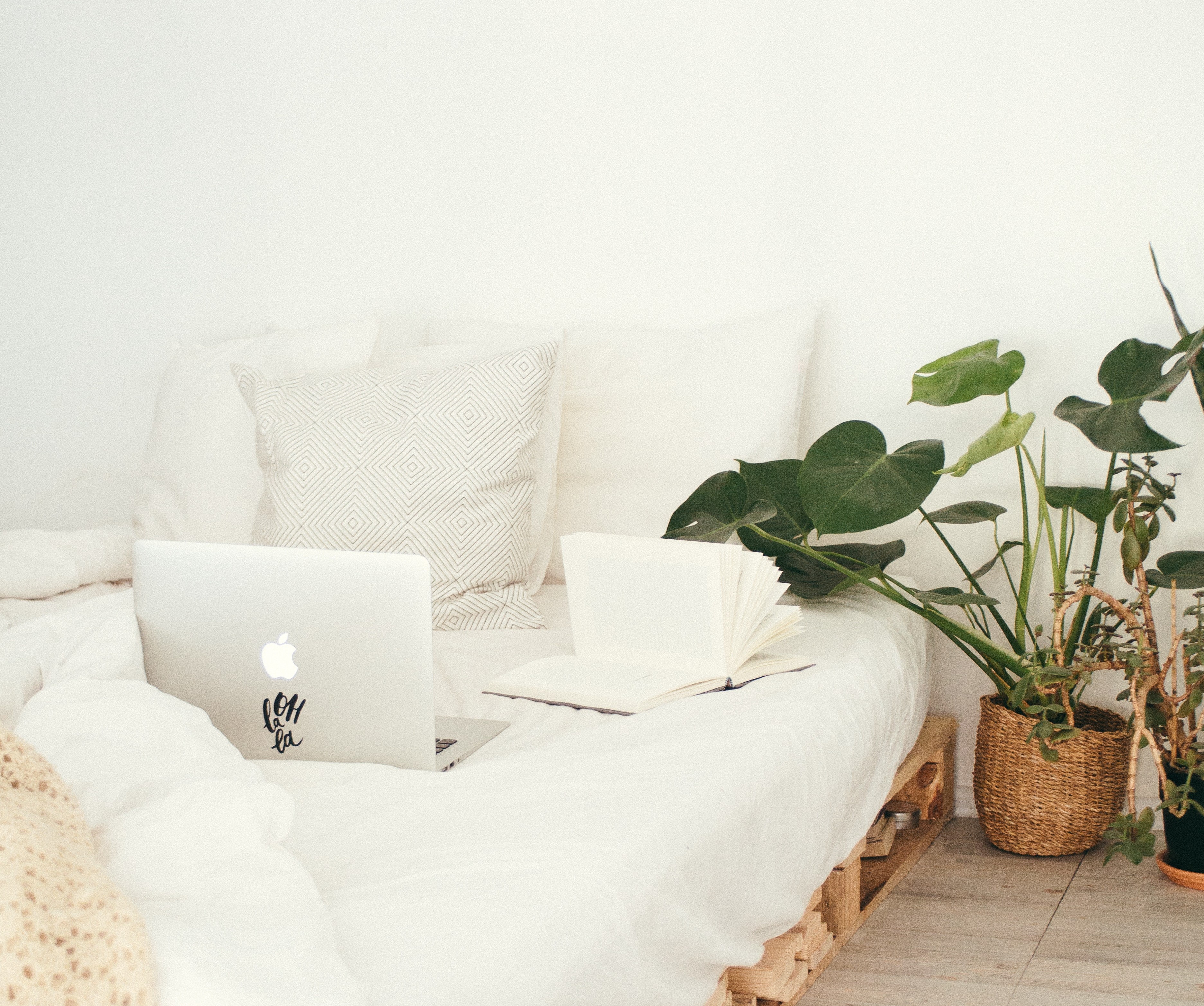 Best Air Purifying Plants for Home